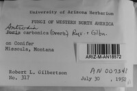 Antrodia albida image