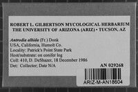 Antrodia albida image