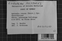 Antrodia crassa image