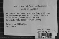 Antrodia albida image