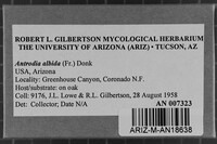 Antrodia albida image