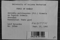Antrodia pulvinascens image