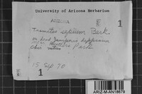 Antrodia albida image