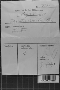 Antrodia serialis image