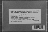 Antrodia heteromorpha image