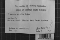 Antrodia serialis image