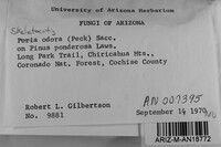 Skeletocutis odora image