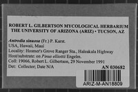 Antrodia sinuosa image