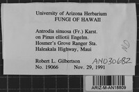 Antrodia sinuosa image