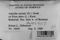 Antrodia serialis image