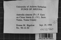 Antrodia sinuosa image