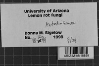 Antrodia sinuosa image