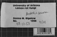Antrodia sinuosa image
