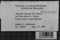 Antrodia sinuosa image