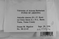 Antrodia sinuosa image