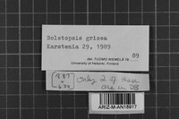 Boletopsis grisea image