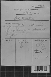 Byssoporia terrestris image