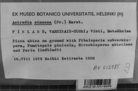 Antrodia sinuosa image