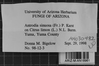 Antrodia sinuosa image