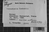 Antrodiella serpula image