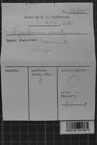 Hypochnicium bombycinum image