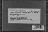 Peniophorella pubera image