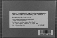 Antrodiella romellii image