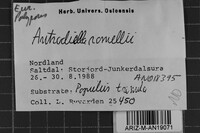 Antrodiella romellii image