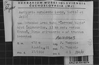 Auriporia aurulenta image