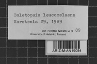 Boletopsis leucomelaena image