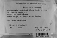 Bondarzewia berkeleyi image