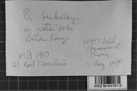 Bondarzewia berkeleyi image