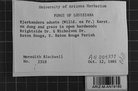 Bjerkandera adusta image