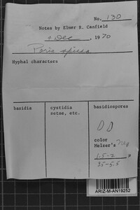 Ceriporia spissa image