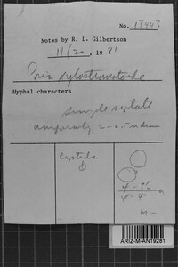 Ceriporia xylostromatoides image