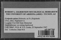 Ceriporia spissa image