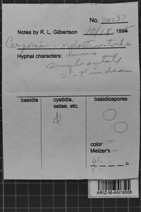 Ceriporia xylostromatoides image