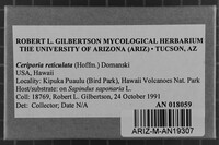 Ceriporia reticulata image