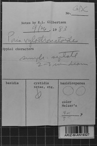 Ceriporia xylostromatoides image