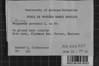 Coltricia perennis image