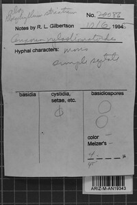 Ceriporia xylostromatoides image