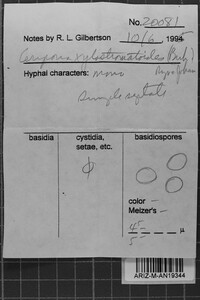 Ceriporia xylostromatoides image