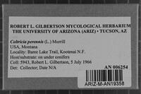 Coltricia perennis image