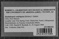 Daedaleopsis confragosa image