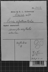 Ceriporia xylostromatoides image