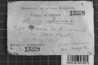Ceriporia spissa image