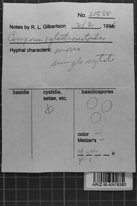 Ceriporia xylostromatoides image