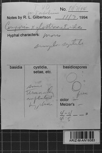 Ceriporia xylostromatoides image