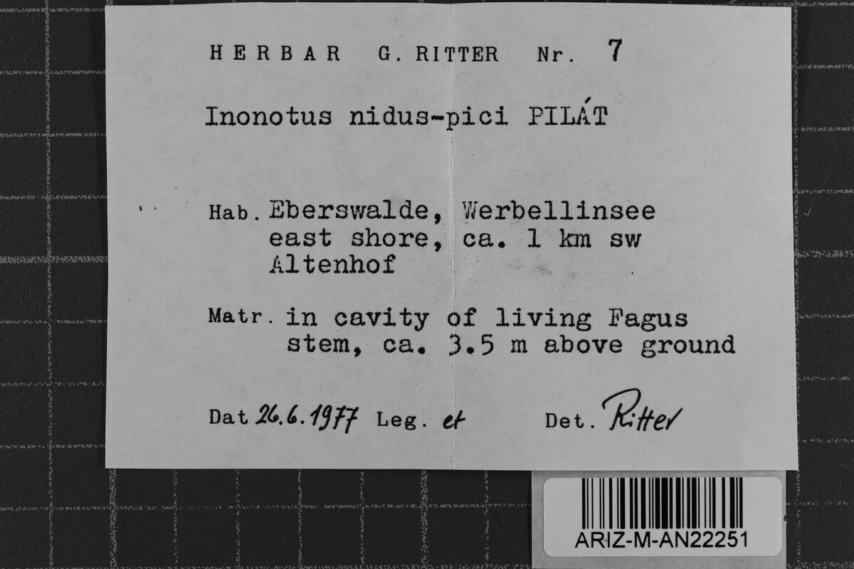 Inonotus nidus-pici image