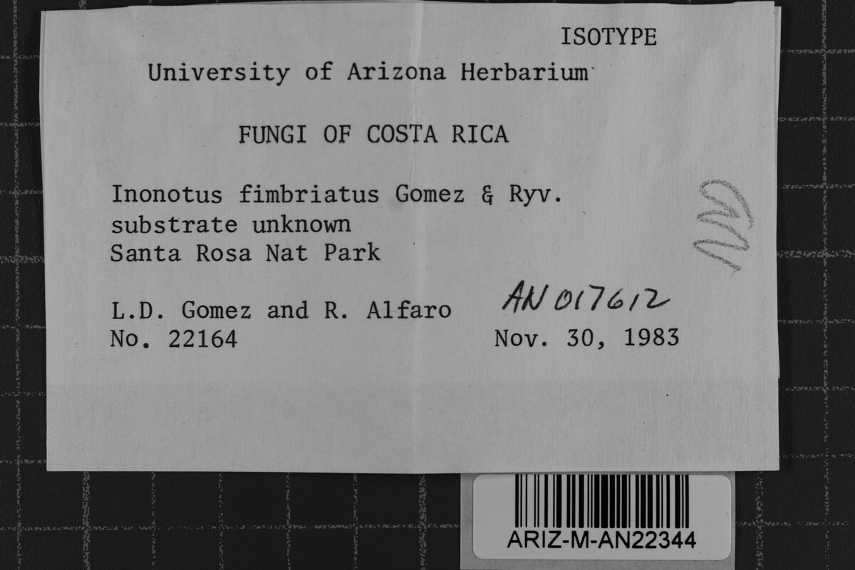 Inonotus fimbriatus image